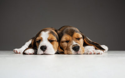 Daylight saving time: Time to check your smoke alarms